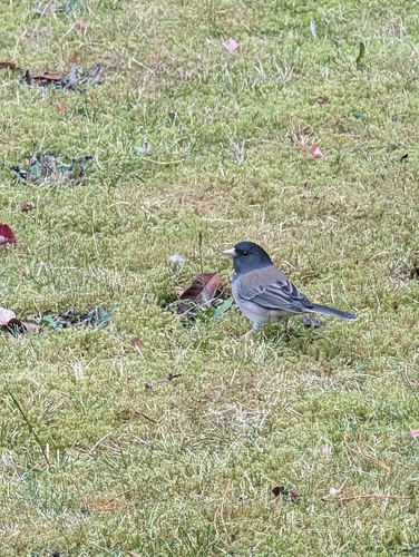 Dark-eyed Junco