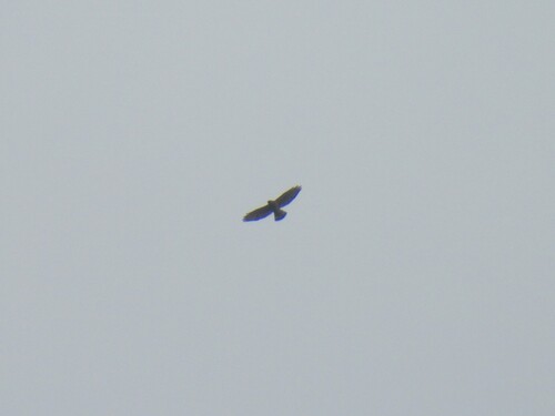 Broad-winged Hawk