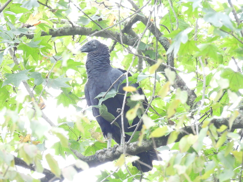 Black Vulture