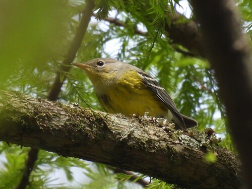 Magnolia Warbler
