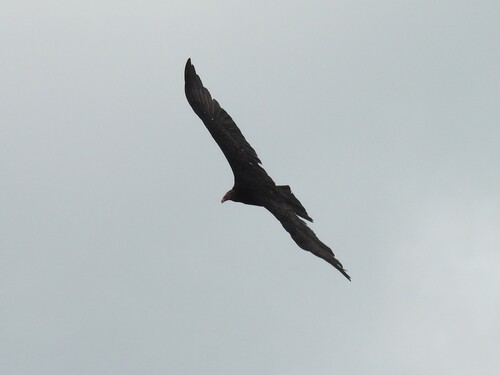 Turkey Vulture