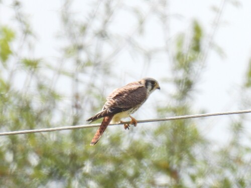 American Kestrel
