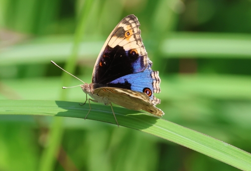 Blue Pansy