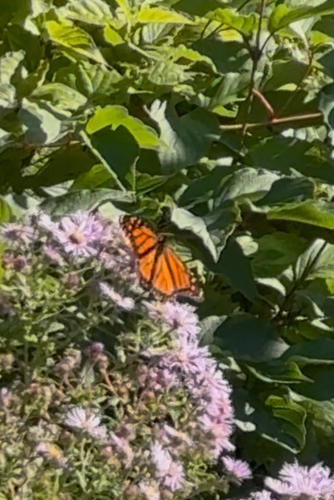Monarch