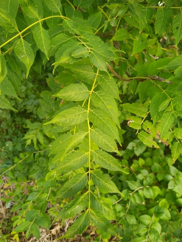 tree-of-heaven