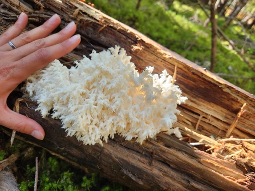 Coral tooth fungus