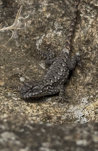 Eastern Fence Lizard