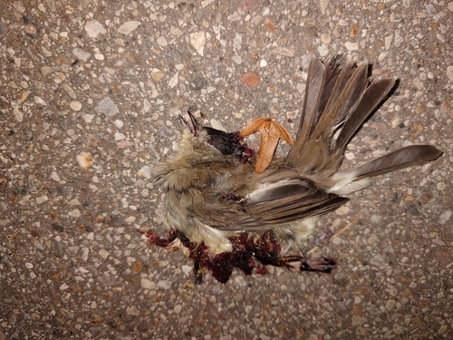 Eurasian Blackcap