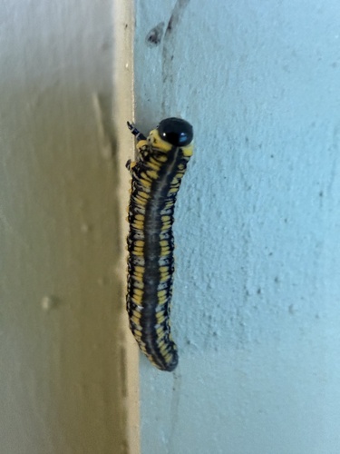 Introduced Pine Sawfly
