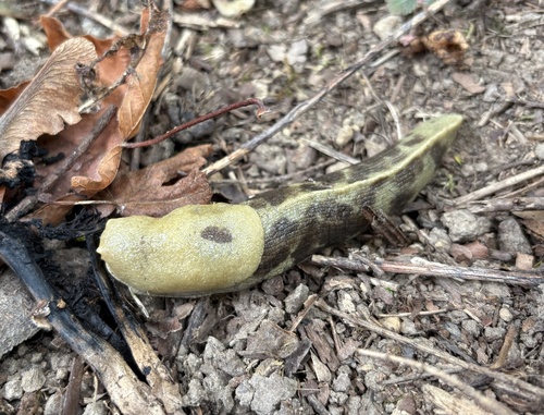 Pacific Banana Slug