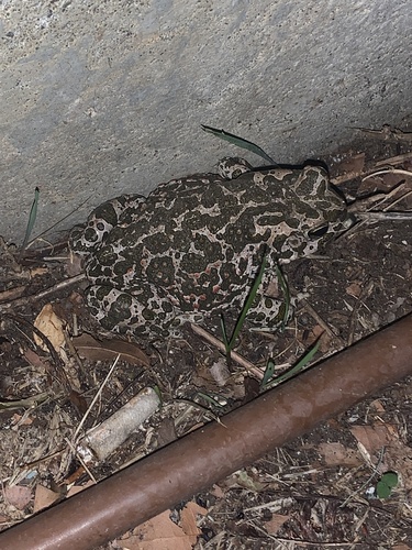 Green Toad