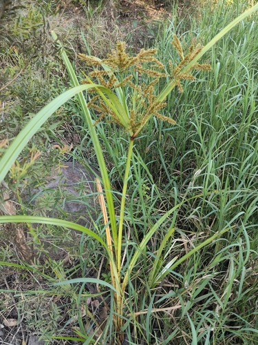 Giant Sedge