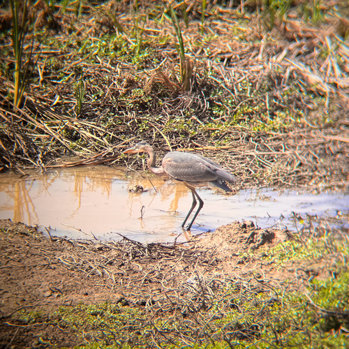 Great Blue Heron