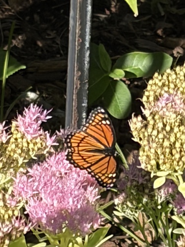 Viceroy