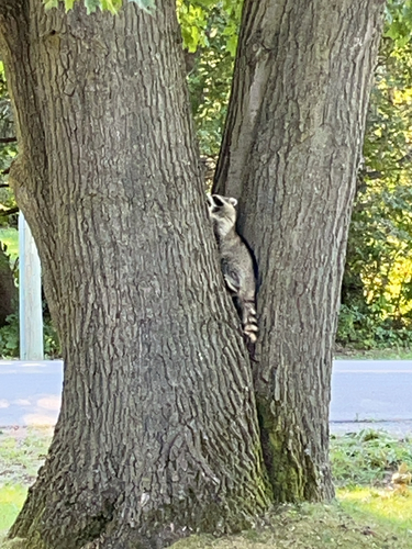Common Raccoon