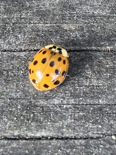 Asian Lady Beetle