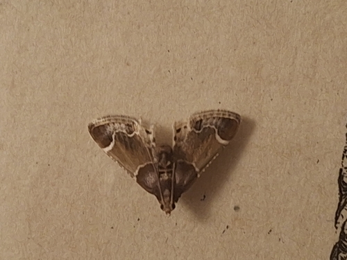 Meal moth