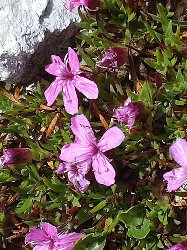 Moss Campion