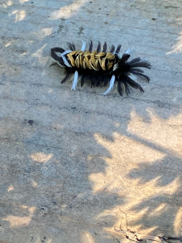 Milkweed Tussock Moth