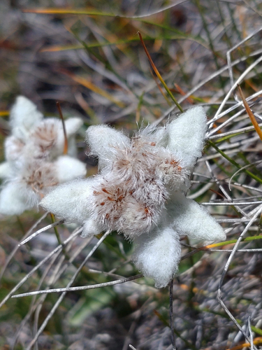 Alpine Edelweiss
