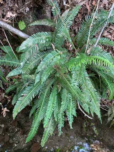 deer fern