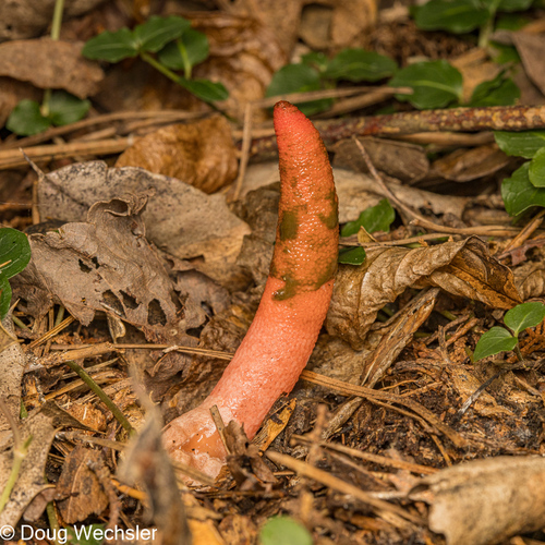 devil's dipstick