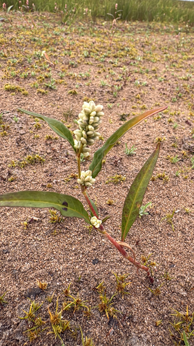 pale smartweed