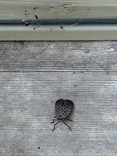 Spotted Lanternfly