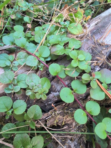 Twinflower