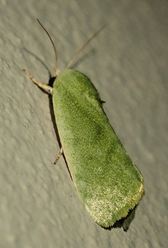 Egyptian Bollworm