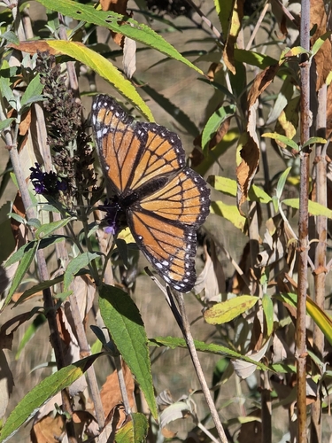 Viceroy