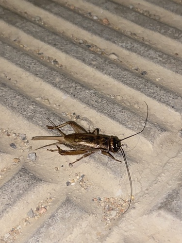 Spanish House-Cricket