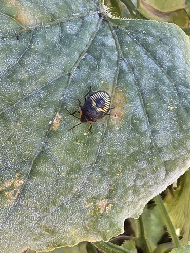 Green Stink Bug
