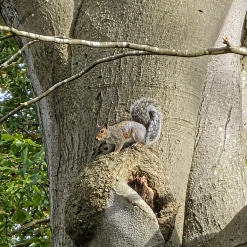 Eastern Gray Squirrel