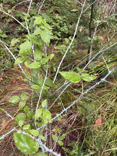 whitebark raspberry