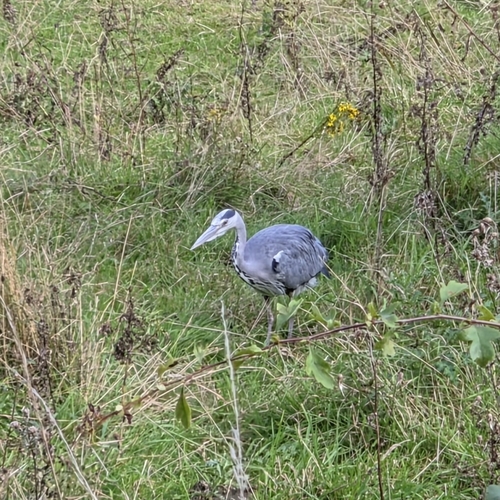 Grey Heron