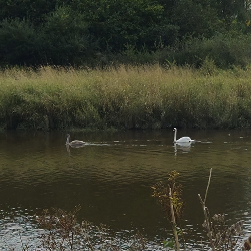 Mute Swan