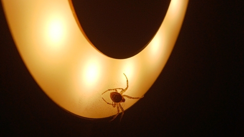 Silver-sided Sector Spider