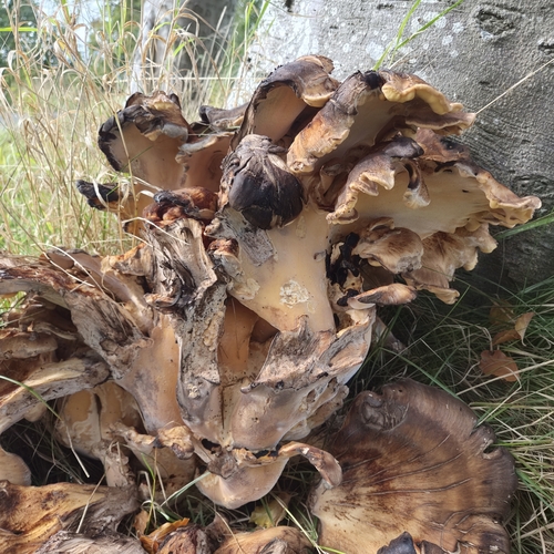Giant Polypore