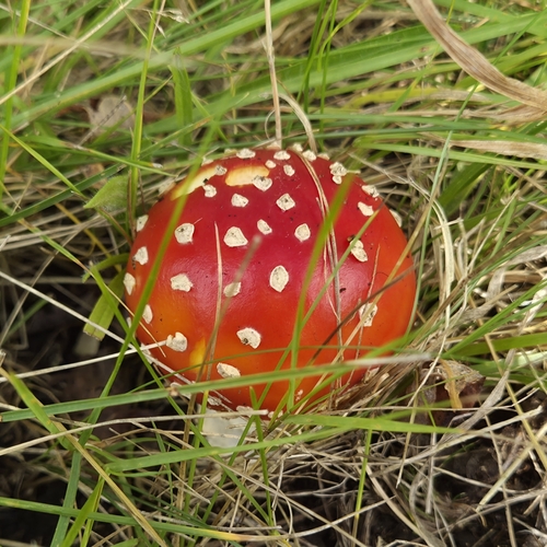 Fly Agaric