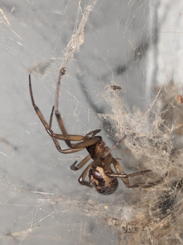 Noble False Widow