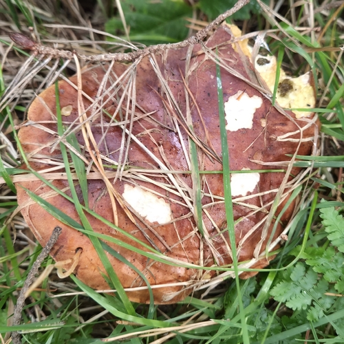 Bay Bolete