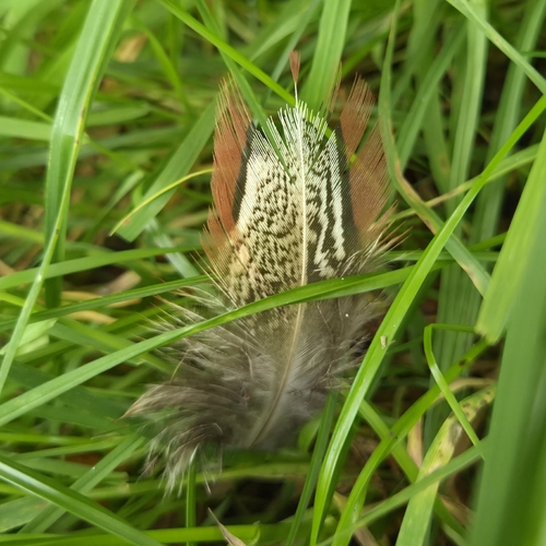 Ring-necked Pheasant