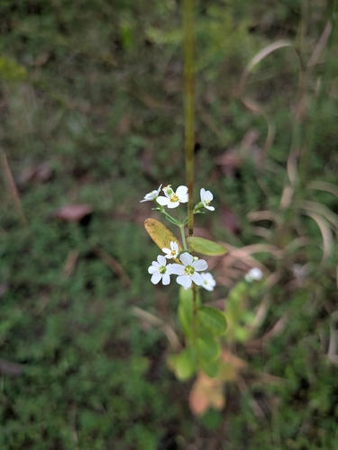 flowering spurge