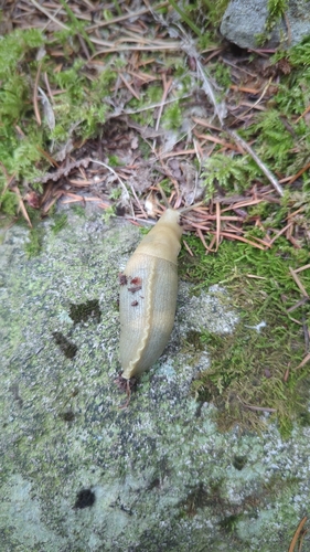 Pacific Banana Slug