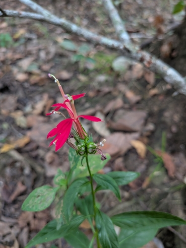 cardinal flower