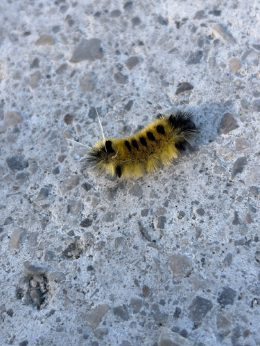 Spotted Tussock Moth