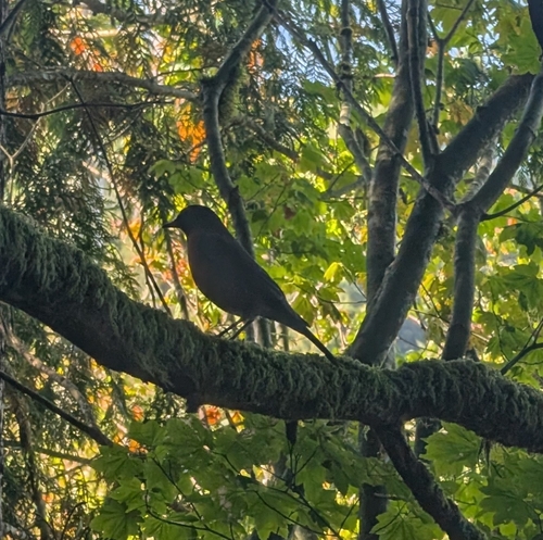 American Robin