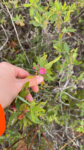 sheep laurel