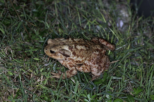 European Toad